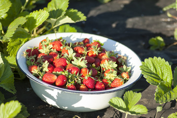 Strawberries in a bowl in the garden.