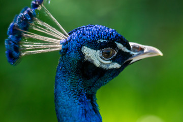 Naklejka premium Peacock 4