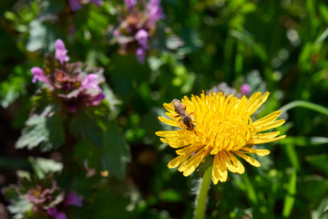 Yellow common dandelion blossom