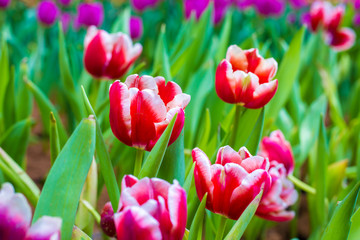Colorful tulip blossom flower green leaf