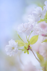 White pink  flower on tree