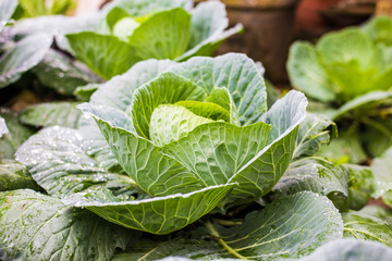 Green cabbage fresh leaf vegetable