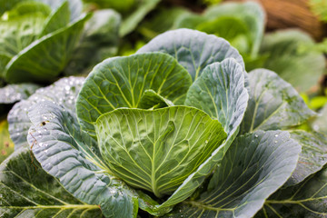 Obraz premium Nature freshness green cabbage