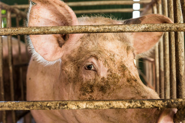 Pig in traditional swine farm © themorningglory