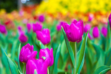 Colorful tulip blossom flower green leaf