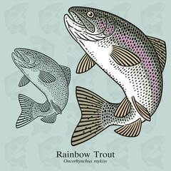 Fototapeta premium Rainbow Trout. Vector illustration with refined details and optimized stroke that allows the image to be used in small sizes (in packaging design, decoration, educational graphics, etc.)