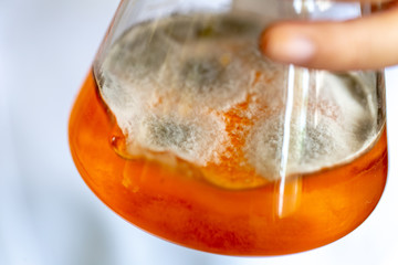  Study of fungus in flask in laboratory.