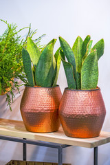 Big green plant in a beautiful copper flower pot, on a white background, design concept copper in the interior