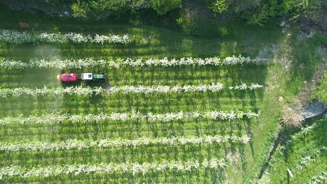 Aerial 4K - Trattamento fitosanitario primaverile su meleto in fiore