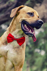Beautiful Labrador retriever