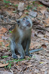 Singapore Macaque