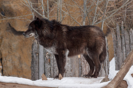 Fototapeta Wild black canadian wolf is looking for his new victim in the winter forest.