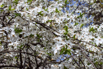 white flowering tree, flowering, spring, spring day