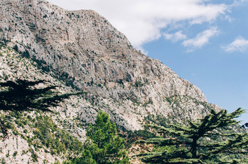 Lebanese Cedar. Tahtali mountain in Turkey
