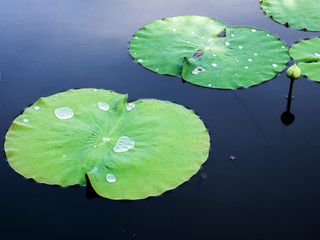 Lotus leaf and water drop on lotus leaf