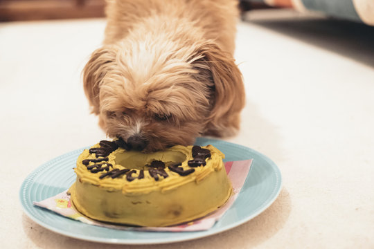 The dog is eating a birthday cake Stock Photo Adobe Stock