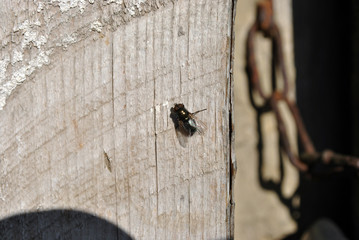Fly sitting on wooden plank and rusty chain behind, background texture, top view