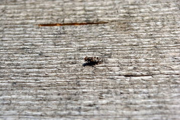 Fly sitting on wooden plank in sunlight, background texture