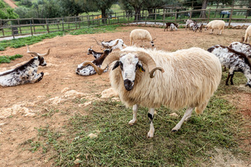 Obraz premium A herd of Portuguese goats is kept in the stall. To graze.