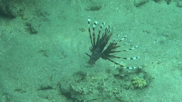 red firefish showtime dahab