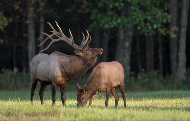 Obraz na płótnie Canvas Elk