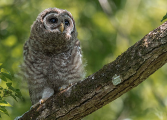 Barred Owl