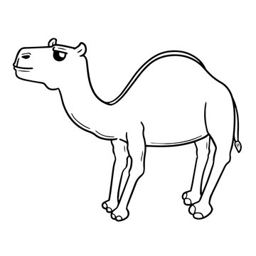 vector of camel
