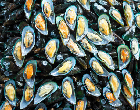 Fresh mussel