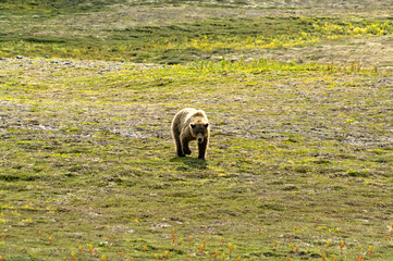 A big brown bear walking alone in daylight in a green field in the Katmai peninsula, Alaska