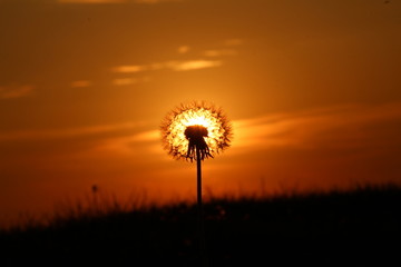 dandelion in the sunset