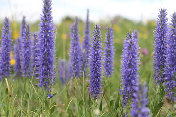 Tiges fleuries violettes