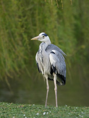 Grey heron. Ardea cinerea