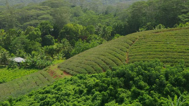 Aerial view of pineapple farm in lush Tahiti landscape / Moorea, French Polynesia