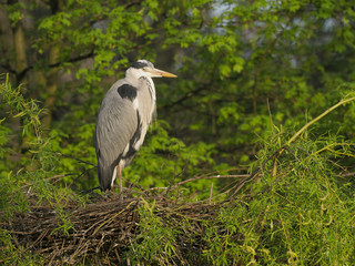 Grey heron. Ardea cinerea
