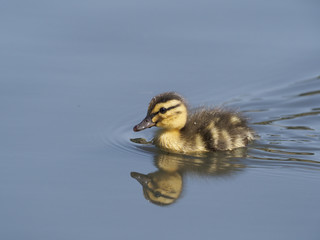 Mallard, Anas platyrhynchos