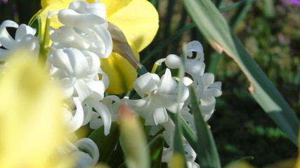 Obraz premium Hyacinths