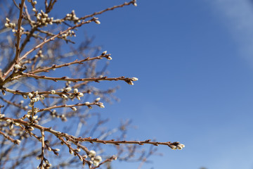 New shoots on the branches of a tree in spring
