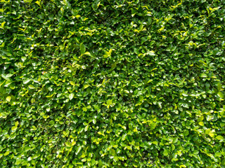 Green leaves on concrete wall background. for pattern wallpaper or backdrop for graphic design