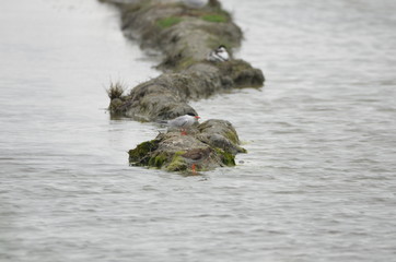 Sterne pierregarin (Sterna hirundo)