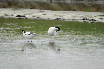Avocette élégante (Recurvirostra avosetta)