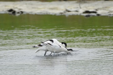 Avocettes élégantes (Recurvirostra avosetta) en parade nuptial 