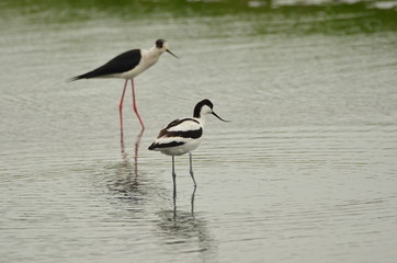 Avocette élégante (Recurvirostra avosetta) et Échasse blanche (Himantopus himantopus)