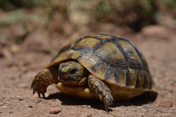 tortue
