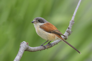 Burmese Shrike, Chestnut-backed Shrike