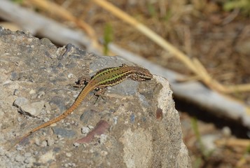 sauvage animal