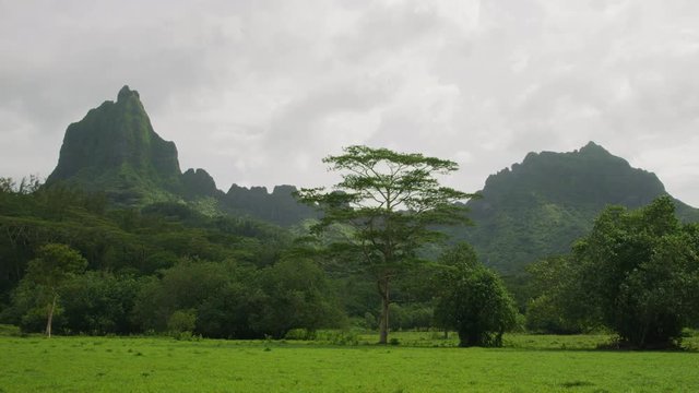 Trees in green field near lush mountain landscape / Moorea, French Polynesia