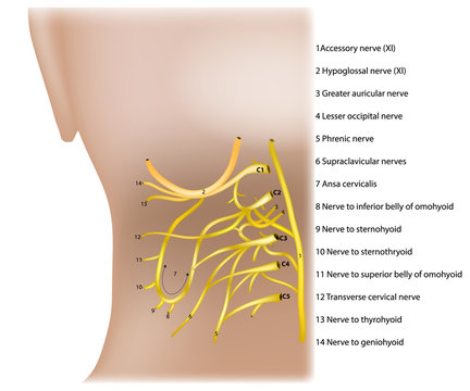 The Cervical Plexus. Anatomy of the human nerves