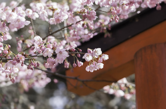 Cherry blossoms and red gate at a Japanese shrine