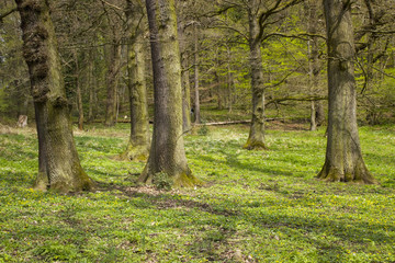 Fototapeta premium Spring Forest Hiking trail Rheinsteig in Siebengebirge Germany
