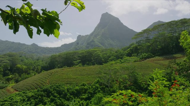 Distant pineapple farm in lush Tahiti landscape / Moorea, French Polynesia